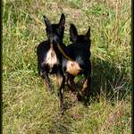 Dvě prdelky aneb jak je vídá majitel nejčastěji