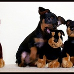 Tři mušketýři II.