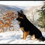 Pes z Chodska v Krušných horách