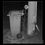 Noční zátiší se slunečnicí