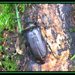 Brouček Chrobáček