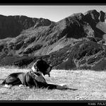 <b>[doga a hory]</b>