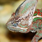 Chameleon