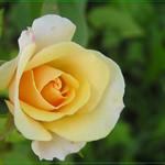 ruza ale nie velmi ruzova...