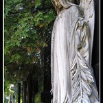 Další z "hřbitovního kvítí"