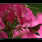 MUŠKÁT A DLHOZOBKA