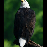 ***EAGLE***