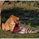 Nedám ani kousnout !