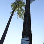 cestou modřínů...