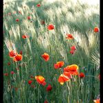 ***a vlčí máky v obilí***