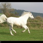 <B><U>---V BĚHU---</U></B>