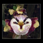 Adéla ještě nevečeřela