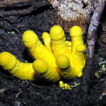 jak se rozmnožují stromy?