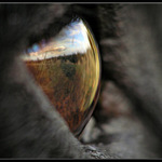 Krajina psíma očima