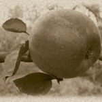 Jablíčko trochu jinak