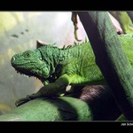 Pšíšerka želená