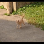 <b><u>*****Cica*****</b></u> </a></span><br>