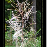 <b><u>*****Kvet prírody*****</b></u> </a></span><br>