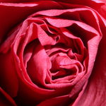 Nějaká květinka :-)))