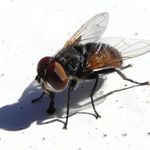 je tu něco k jídlu?