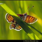 Melitaea cinxia