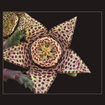 <b> .. staPELIA VARIEgata .. </b>