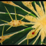 <I><B>..:# la silla de la suegra #:..</B></I>