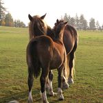 Kobylka s hříbětem si drbou záda