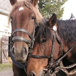 Portrét dvou koní v bryčce