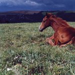 Hříbě na pastvině