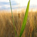 ... a tak spím v obílí ...