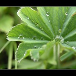 Štvorlístok sa mi nájsť nepodarilo...