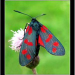motyl