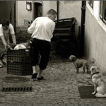 Stěhování prasete