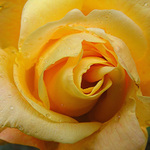 Růže k narozeninám