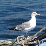 Tak jedem, kapitáne!