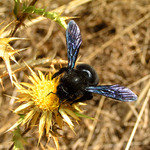 Ze života chorvatského hmytu - Drvodělka fialová