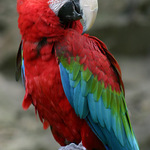 Ara