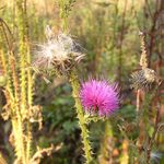 Bodlák na konci léta