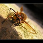 těžká kocovina......