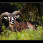 <b>Muflon</b>