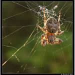 *** Pavouček Lojzíček a jeho sit ***