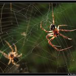 *** Pavouček Lojzíček & Kája a jejich net ***