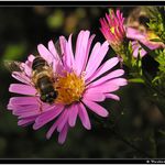 *** Vosička Danička ***