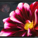 *** Space flower ***