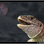 *** Kterek Jesterka na mesic vyla! ***