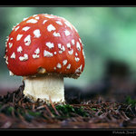 Amanita muscaria, aneb klidně mě sežer