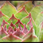 Sempervivum