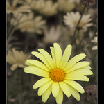 Podzimní sluníčko II