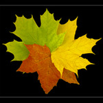 <b>UNITED COLORS<br>OF AUTUMN II<br>